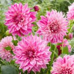 Cafe Au Lait Royal óriásvirágú dália