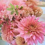 Penhill Watermelon - óriásvirágú dália