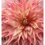 Penhill Watermelon - óriásvirágú dália