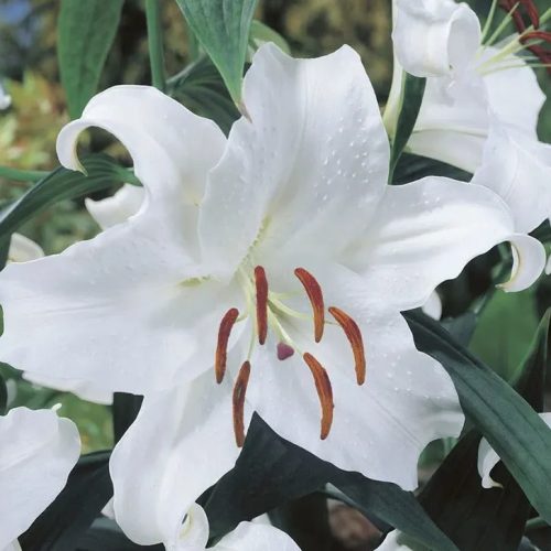 Orientális liliom - Casablanca