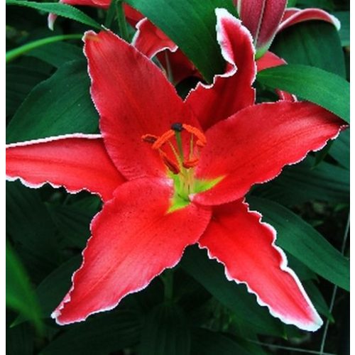 Orientális liliom - Indiana