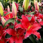 Orientális liliom - Indiana