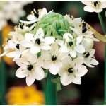 Óriás madártej - Ornithogalum saundersiae