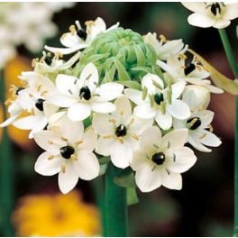 Óriás madártej - Ornithogalum saundersiae