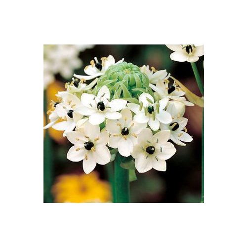 Óriás madártej - Ornithogalum saundersiae