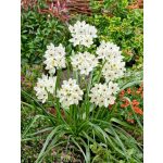 Óriás madártej - Ornithogalum saundersiae