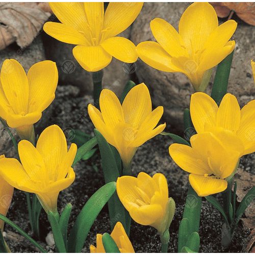 Őszi vetővirág - Sternbergia