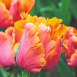Papagáj tulipán - Amazing Parrot