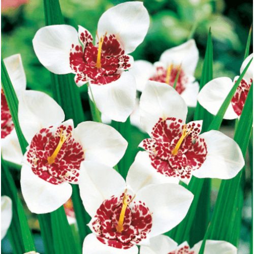 Pávaszemes tigrisvirág, pávaliliom - Alba