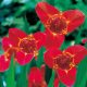 Pávaszemes tigrisvirág, pávaliliom - Speciosa