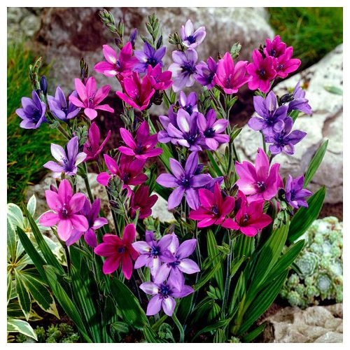 Páviángyökér - Babiana Stricta
