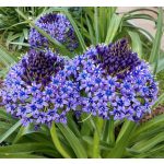 Perui csillagvirág - Scilla peruviana 