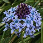 Perui csillagvirág - Scilla peruviana 