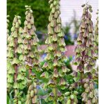 XXL - Perzsa kockásliliom Green Dreams