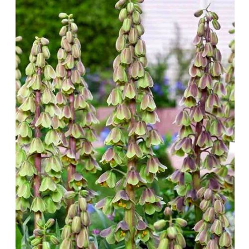 XXL - Perzsa kockásliliom Green Dreams