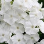 Bugás lángvirág Fehér 