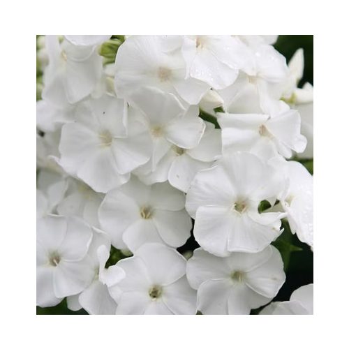 Bugás lángvirág Fehér - Phlox paniculata