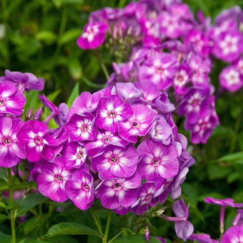 Bugás lángvirág - Phlox paniculata Laura