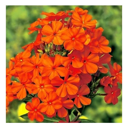Bugás lángvirág narancssárga - Phlox paniculata