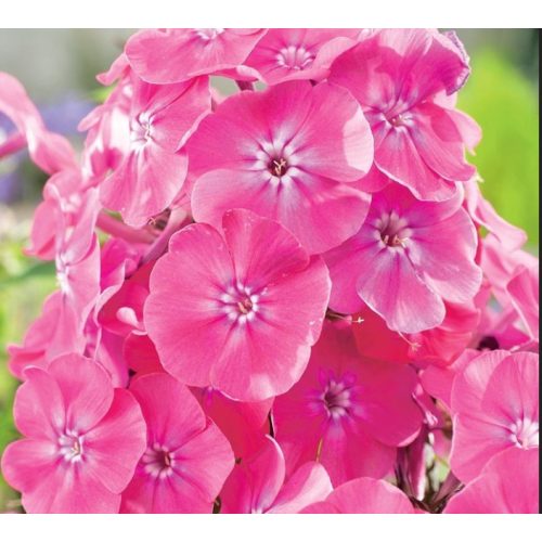 Bugás lángvirág Pink - Phlox paniculata