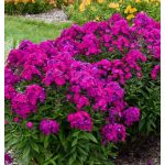 Bugás lángvirág Raving Beauty