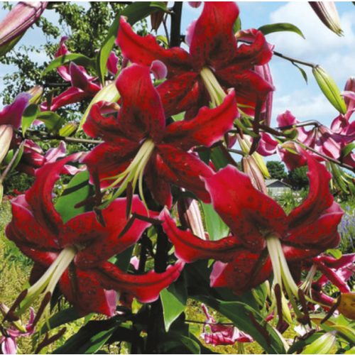 Piros óriásliliom - liliomfa 