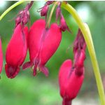 Piros szívvirág - Bacchanal