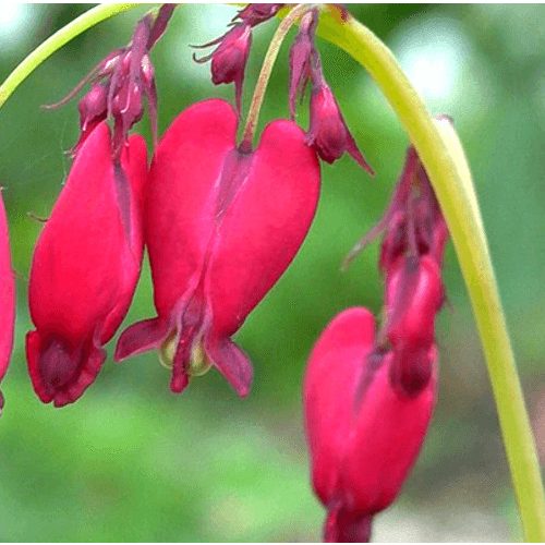 Piros szívvirág - Bacchanal