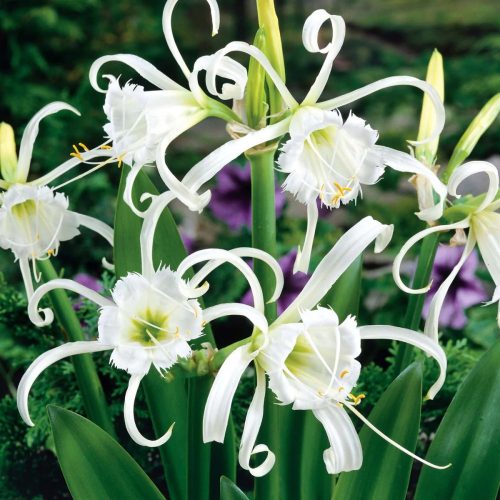 Pókliliom - Perui nárcisz - Ismena festalis - Hymenocallis festalis