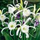 Pókliliom - Perui nárcisz - Ismena festalis - Hymenocallis festalis