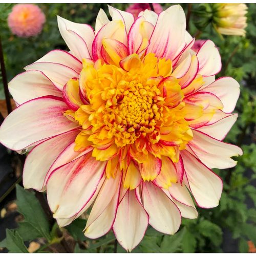 Anemonavirágú dália - Polka