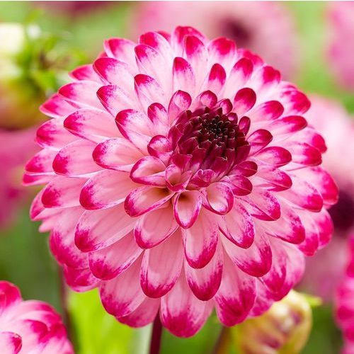 Pompon dália - Little Robert