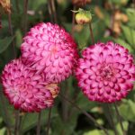 Pompon dália - Little Robert