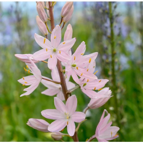 Prérigyertya  Pink Star