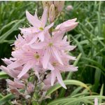 Prérigyertya  Pink Star