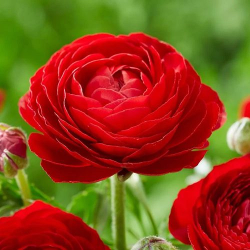 Ázsiai boglárka - piros (Ranunculus asiaticus)
