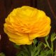 Ázsiai boglárka - sárga (Ranunculus asiaticus)