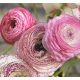 Ázsiai boglárka (Ranunculus Picotee Rose)