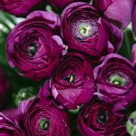 Ázsiai boglárka   Purple