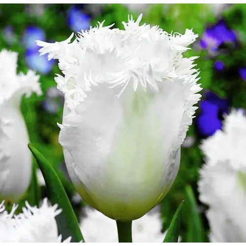 Rojtos szirmú tulipán Cambridge