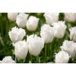 Rojtos szirmú tulipán Cambridge