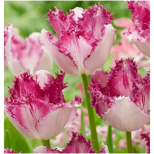 Rojtos szirmú tulipán Eyelash