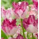 Rojtos szirmú tulipán Eyelash