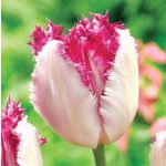 Rojtos szirmú tulipán Eyelash