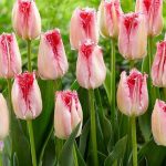 Rojtos szirmú tulipán Eyelash