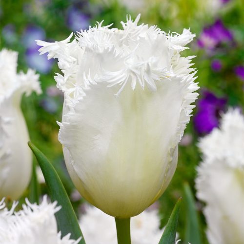 Rojtos szirmú tulipán Honeymoon