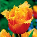 XXL - Rojtos szirmú tulipán - Lambada