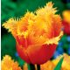 Rojtos szirmú tulipán - Lambada - XL hagyma