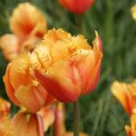 XXL - Rojtos szirmú tulipán - Lambada