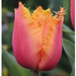 XXL - Rojtos szirmú tulipán - Lambada